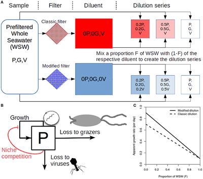 The Effect of Strain Level Diversity on Robust Inference of Virus-Induced Mortality of Phytoplankton